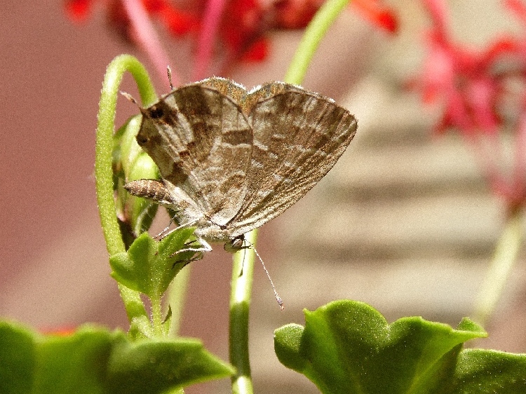 farfalle di citta''